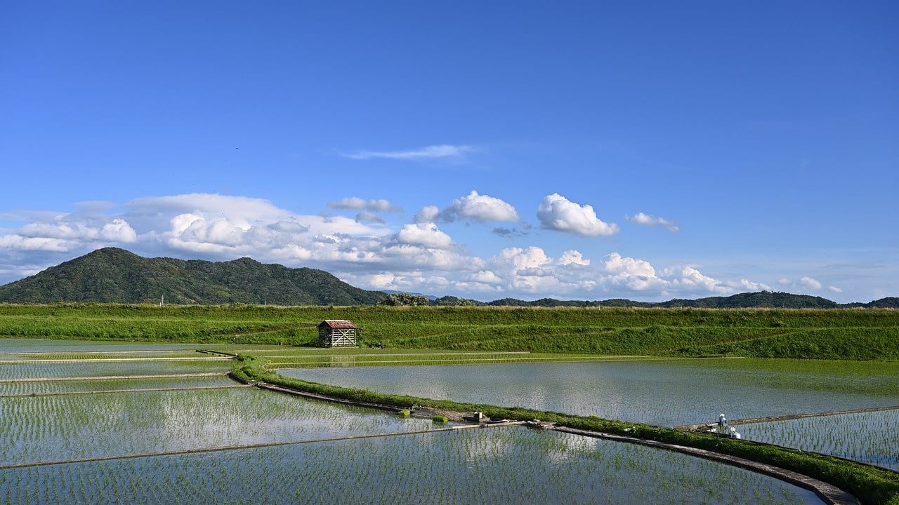 水田