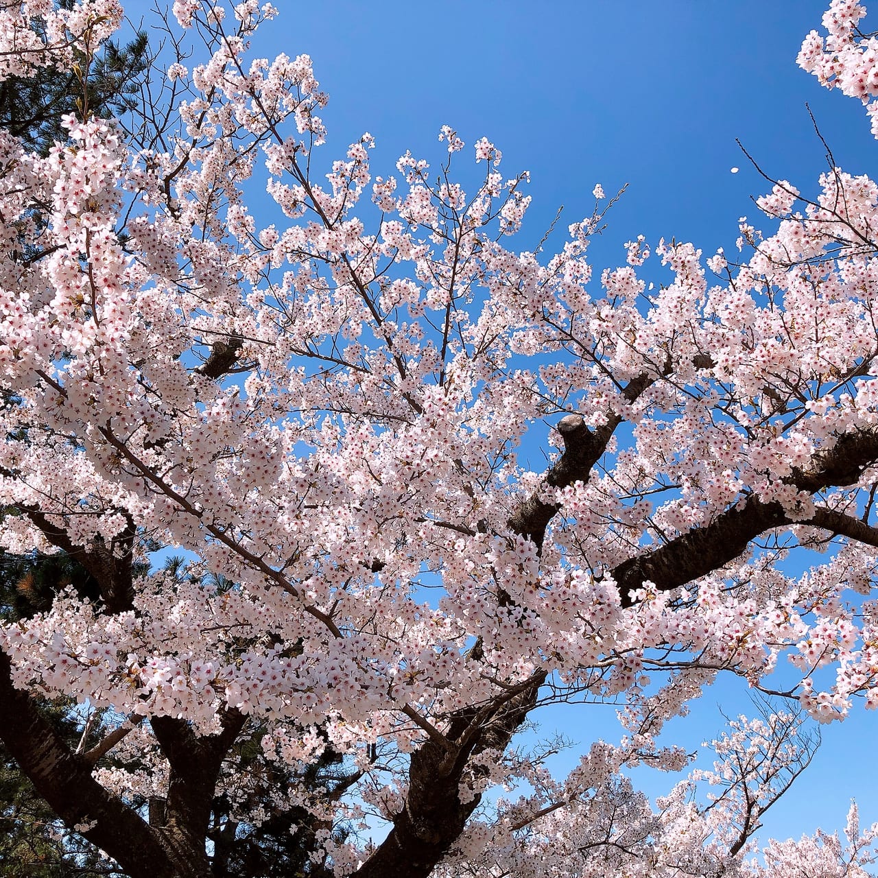 日和山公園　桜
