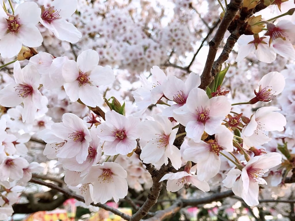 桜