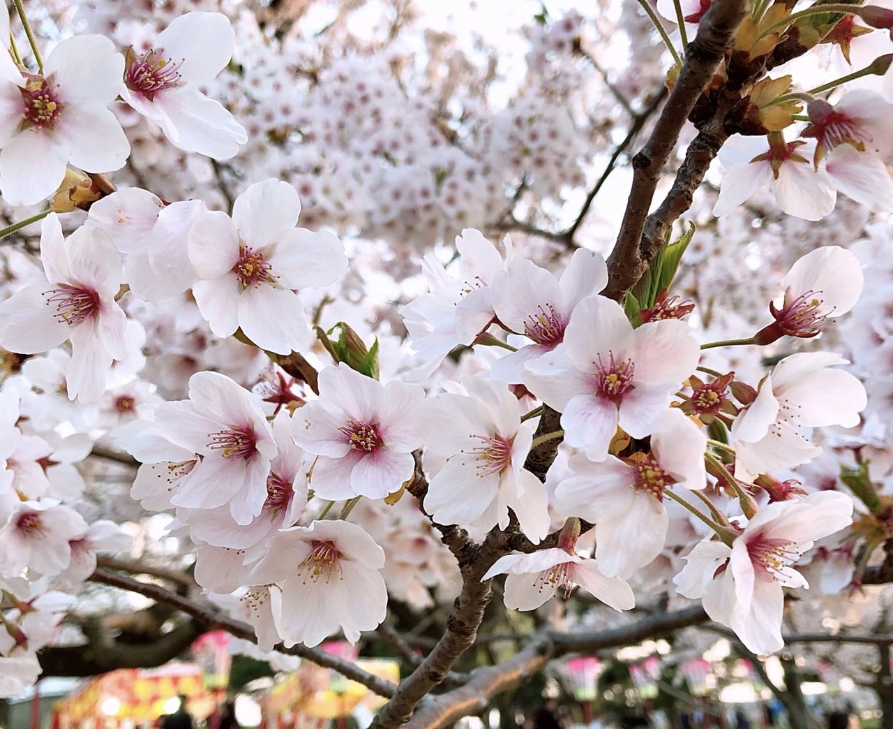 桜